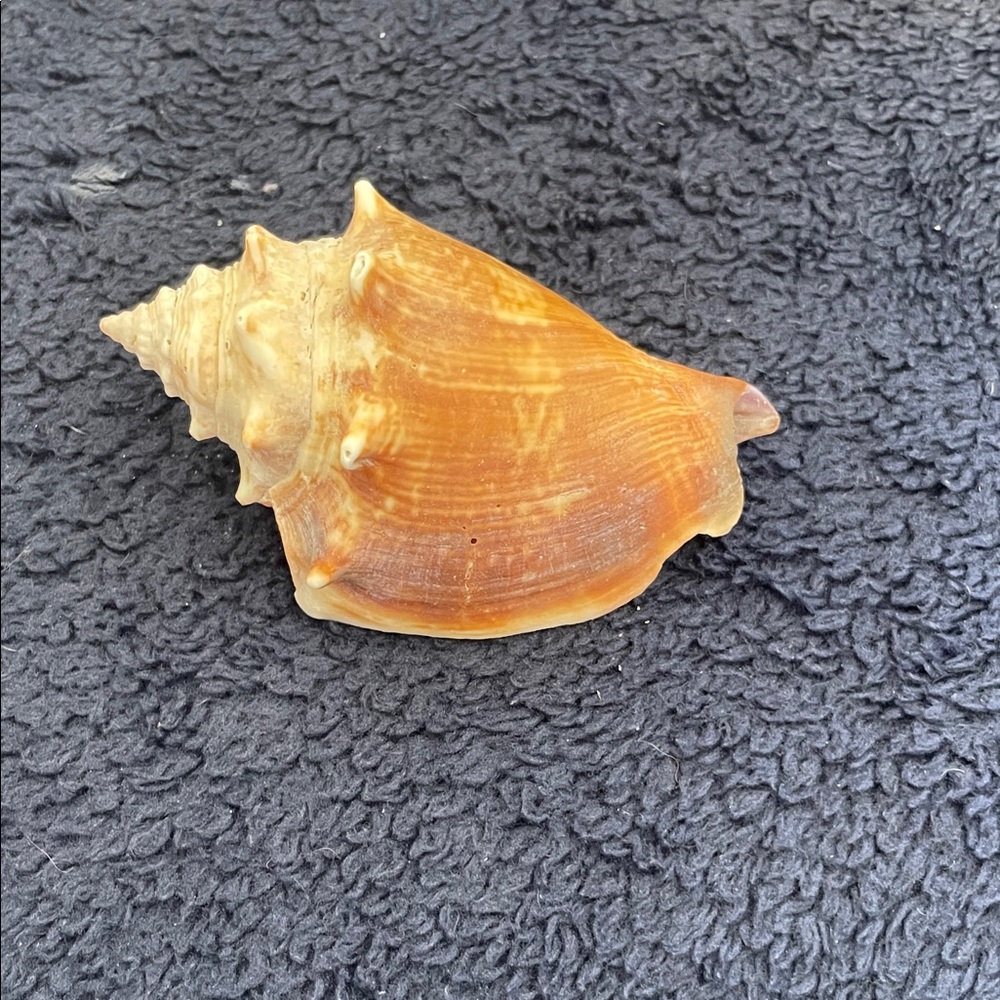 Seashell